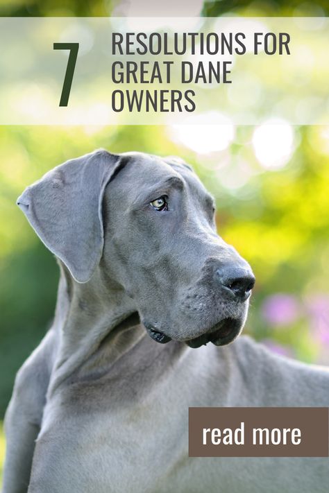 What amazing things are you doing for your Great Dane this year? We’re sharing our top 7 resolutions, titled Do Better for Danes in 2023. Let’s read! Great Dane Wallpaper, 2023 Resolutions, E Collar Training, Loose Leash Walking, Great Dane Puppy, Good Citizen, Great Dane Dogs, Royal Canin, Do Better