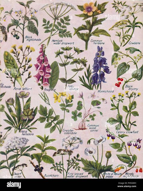 Download this stock image: 'Poisonous Plants Found in the British Isles', 1935. Artist: Unknown. - PH5GWH from Alamy's library of millions of high resolution stock photos, illustrations and vectors. Poisonous Flowers Illustration, Poisonous Flower Bouquet, Poison Garden Tattoo, Poisonous Flowers Tattoo Sleeve, Poisonous Flowers For Humans, Poisonous Flowers Drawing, Poisonous Plants Illustration, Poisonous Plants Tattoo, Poisonous Flower Tattoo