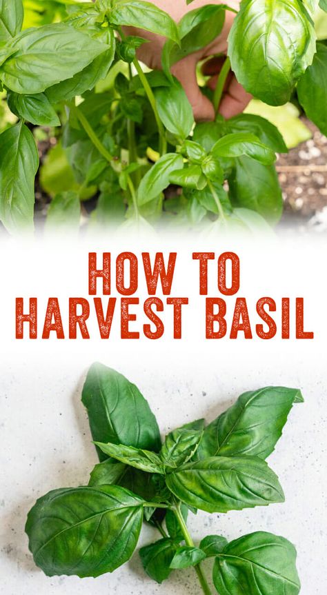 How to harvest basil Harvest Basil How To, How To Harvest Basil Leaves, Storing Fresh Basil, Harvest Basil, Basil Garden, Grow Basil, Harvesting Basil, Harvest Garden, Farming Life