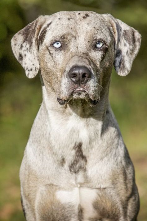 Not only great guards but some stunning #dogs. 13 Best Guard Dogs to Protect Your Family and Home https://www.goodhousekeeping.com/life/pets/g22997516/best-guard-dogs/ Puppy Pampering, Catahoula Leopard Dog Puppy, Catahoula Leopard Hound, Beauceron Dog, Protective Dog Breeds, Louisiana Catahoula Leopard Dog, Family Dogs Breeds, Guard Dog Breeds, Protective Dogs