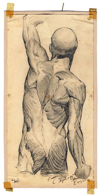 Body - Back View [FMUL_5 / MM-DA-130 - 15 x 29 cm] | Flickr Anatomical Drawings, Anatomy Images, Anatomy Sculpture, Human Anatomy Drawing, Human Anatomy Art, Anatomy Sketches, Anatomy For Artists, Body Anatomy, Have Inspiration