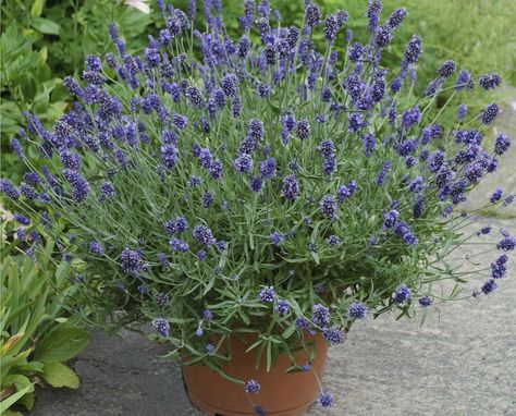 Crop Culture Report: Lavender 'Sweet Romance' - Greenhouse Product News Proven Winners Plants, Growing Lavender, Buy Plants Online, Purple Plants, Overwintering, Perennial Shrubs, Dried Bouquet, Proven Winners, Summer Plants