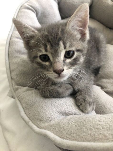 Cute Grey Cat, Grey Tabby Kittens, Grey Kitten, Tabby Kitten, Grey Cat, Puppies And Kitties, Pets 3, Kittens And Puppies