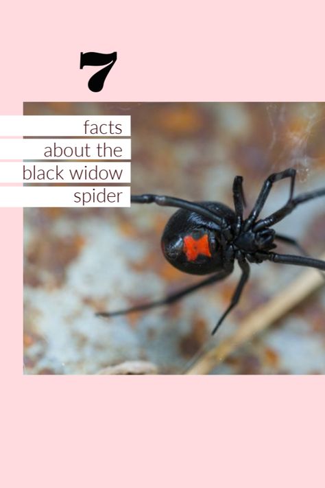 Spider Prevention, Spider Facts, Black Widow Web, Dangerous Spiders, Spider Fact, Spider Dance, Danger Danger, Black Widows, Habitats Projects