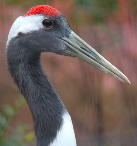 Japanese Crane Photography, Red Crown Crane, Crane Sculpture, Crane Drawing, Chinoiserie Furniture, Red Crowned Crane, Crowned Crane, Japanese Crane, Red Crown