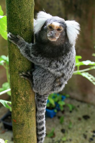 Common Marmoset, Marmoset Monkey, Interesting Animals, Rare Animals, Animal Ears, Weird Animals, Primates, Funny Cat Videos, Animals Of The World