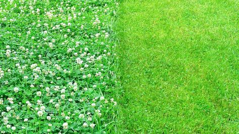 Why Should You Consider a Microclover Lawn? 1 Microclover Lawn, Micro Clover, Nitrogen Fixing Plants, Clover Seed, Shade Tolerant Plants, White Clover, Grass Seed, Small Leaf, Open Spaces