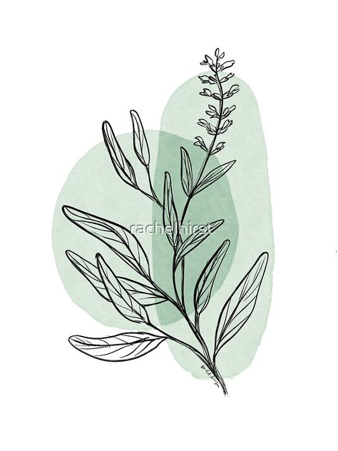 "Minimalist Sage - Botanical Drawing with Teal Shapes" Metal Print for Sale by rachelhirst Sage Drawing, Sage Tattoo, Sage Art, Sage Plant, Botanical Drawing, Sage Leaves, Botanical Drawings, Plant Art, Leaf Art