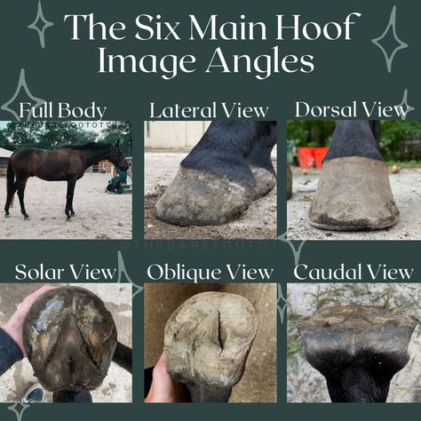 Documenting the Hoof — EquiLogic Horse Care Equine Bodywork, Horse Lessons, Veterinary Science, Horse Facts, Hoof Care, Horse Tips, Horse Care, Body Image, Dressage