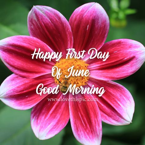 Happy First Day Of June, Good Morning Pictures, Photos, and Images for Facebook, Tumblr, Pinterest, and Twitter Good Morning June 1st, Happy First Day Of June, Good Morning June, Happy New Month Quotes, June Quotes, Welcome June, New Month Quotes, Good Morning Facebook, How To Have A Good Morning