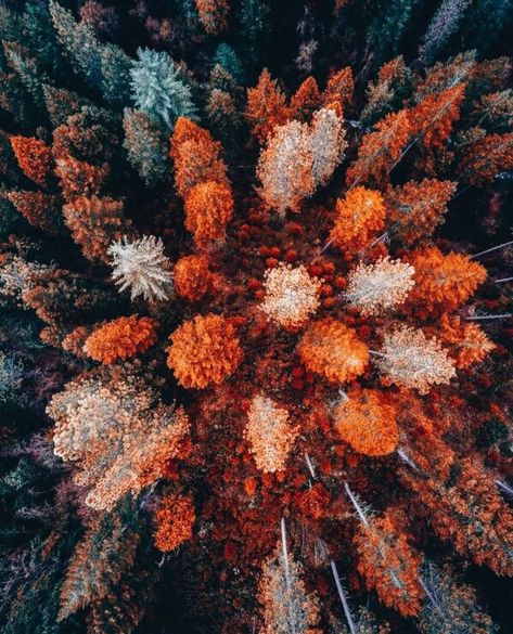 @forever.the.autumn.witch on Instagram: “🍂 . . All photos are from google/pinterest and facebook. I will credit when I know.  #fall #autumn #autumnvibes #foreverautumn #fallcolors…” Fall Aesthetic, Fall Wallpaper, Wallpaper Aesthetic, Trees, Orange, Green, White