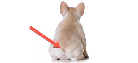 Depending on the build of your Frenchie they may or may not have a tail pocket.  You may be wondering how to clean a French Bulldog's tail pocket. Frenchie Training Tips, French Bulldog Must Haves, Long Haired French Bulldog, Frenchie Essentials, How To Care For A French Bulldog, French Bulldog Prices, Pup Treats, French Bulldog Facts, Pocket Bully