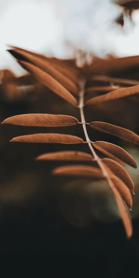 November Wallpaper, Inspirerende Ord, Texture Photography, Trendy Flowers, Brown Aesthetic, Foto Inspiration, Nature Wallpaper, Iphone Background, Beautiful Wallpapers