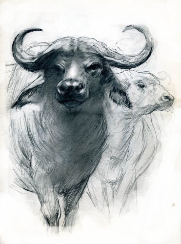 Animal Drawings: Water Buffalo by Laurence Schwinger Water Buffalo Drawing, Buffalo Drawing Easy, Water Buffalo Tattoo, Buffalo Drawing, Drawing Easy For Kids, Buffalo Tattoo, Realistic Animal Drawings, Italian Water, Buffalo Art