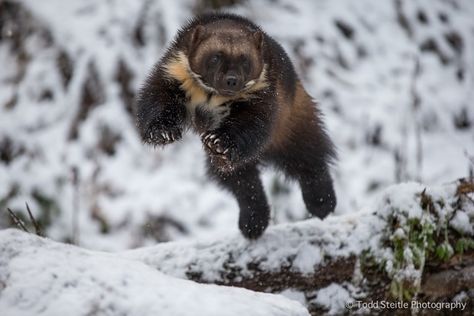 Kroschel Wildlife Center (DBA Kroschel Films) | Not a Zoo - It's an Experience Wolverine Animal, Alaskan Wildlife, Aesthetic Animals, Tattoo Animal, Wild Animals Photography, Fierce Animals, Anime Tattoo, Honey Badger, Weird Creatures