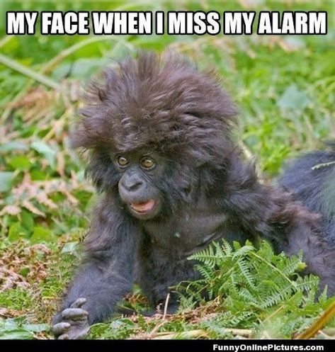 15 Hilarious Monkey Memes To Brighten Your Day - I Can Has Cheezburger? Funny Monkey Memes, Funny Monkey Pictures, Monkey Memes, Baby Gorillas, Monkey Pictures, In The Zoo, Great Ape, Pet Monkey, My Face When