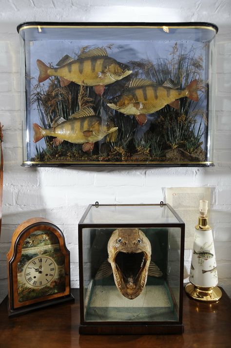 Fish Taxidermy. | Some of the taxidermy on offer at The Fish… | Flickr Fish Diorama, Fish Taxidermy, Unusual Wall Art, Fly Fishing Art, Fishing Art, Hunting Room, Taxidermy Mounts, The Fish, Taxidermy