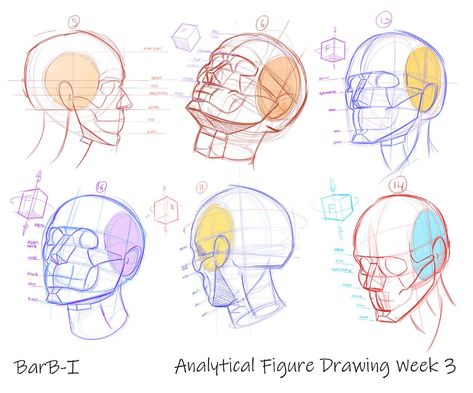 Analytical Figure Drawing - Foundation Course | CG Master Academy Skeleton Drawings, 얼굴 드로잉, Body Drawing Tutorial, Human Anatomy Drawing, Manga Drawing Tutorials, Drawing Heads, Human Anatomy Art, Body Reference Drawing, Drawing Studies