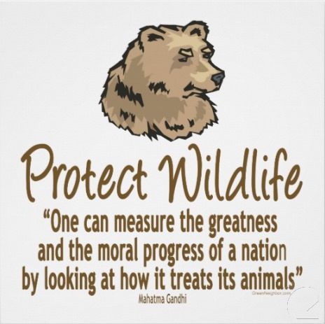 Conservation Of Wildlife, Animal Rights Quotes, Wildlife Day, Animal Magnetism, Animal Conservation, Help Animals, Smart Quotes, Follow Back, Say That Again