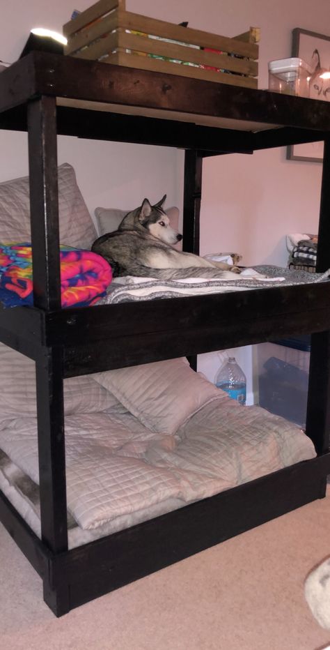 Large Dog Bunk Beds, Diy Dog Bunk Beds For Large Dogs, Diy Pet Bed For Large Dogs, Dog Bed Under Bed, Bunk Bed For Dogs, Dog Bunk Beds Diy, Diy Dog Beds For Large Dogs, Dog Bed Ideas Diy, Diy For Pets