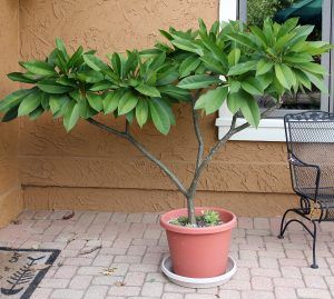 Small Tropical Trees, Indoor Plumeria, Small Landscape Trees, Plumeria Care, Plumeria Tree, Master Gardener Program, Succulent Garden Indoor, Tropical Trees, Street Trees