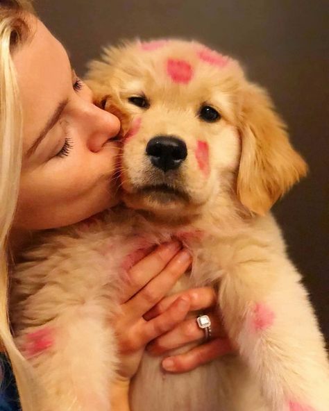 Dog | Pet | Dogs | Puppies on Instagram: “Kisses are the best❤ . . Follow me @sweetdogs1st . . . DM for shoutouts . . . @golden.retrievers.life_  #goldenretriever…” Puppy Kisses, Me And My Dog, Animals Dog, Pet Dogs Puppies, Dog Projects, Smiling Dogs, Animal Pics, Retriever Puppy, Funny Dog Videos