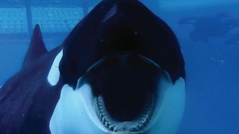 Blackfish - Movie News | Latest Film Reviews & Headlines |The Irish Times - Fri, Jul 26, 2013 Blackfish Documentary, Orcas In Captivity, Best Documentaries On Netflix, Netflix Documentaries, Best Documentaries, Orca Whales, Tessa Thompson, Charles Darwin, George Clooney