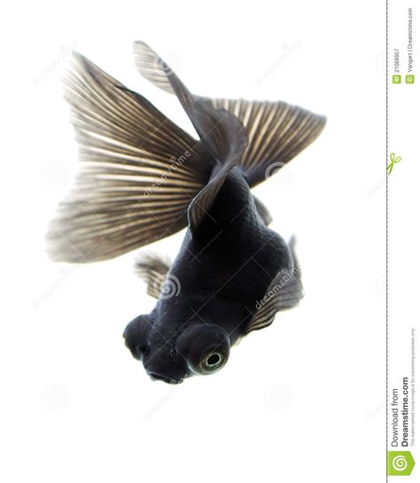 Black Moor Goldfish, Extreme Macro Photography, Reference Animals, Fish Reference, Black Goldfish, Golden Fish, Creature Drawings, Art Walk, White Stock