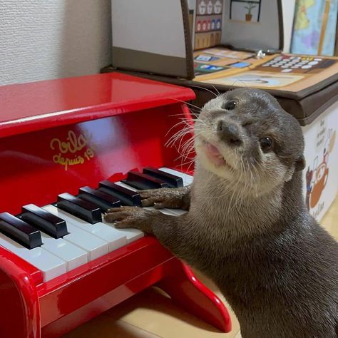 In Otter News.... on Twitter: "That actually sounded pretty good, Steve. Can you play it again?… " Otter Art, Piano Performance, Otters Cute, Otter Love, Playing The Piano, Baby Otters, Cute Funny Pics, River Otter, Sea Otter