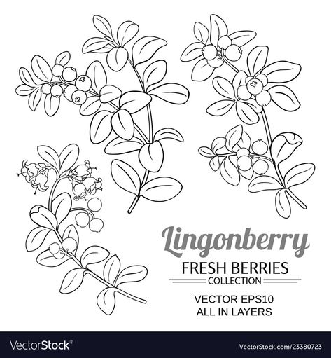 Lingonberry Plant, Lingonberry Tattoo, Camellia Plant, Geranium Plant, Plant Vector, Rose Frame, Plant Pattern, Fruit Pattern, Color Vector