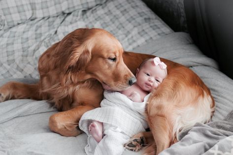 Newborn Photo Shoot With Dog, Dogs And Newborns Photography, At Home Newborn Pictures With Dog, Newborn Photoshoot With Dog, Dog And Newborn Pictures, Newborn Pictures With Dogs, Dog And Baby Pictures, Newborn And Dog Photography, Newborn Photos With Dog