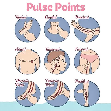 🧠Pulse Points refer to specific locations on the body where an artery runs close to the surface, allowing the pulse to be felt. These points are crucial in clinical practice for assessing heart rate, rhythm, and circulation: 1️⃣ Radial Pulse: Located on the wrist, just below the thumb. It is the most commonly used site for checking the pulse. 2️⃣ Carotid Pulse: Found on either side of the neck, alongside the trachea. It’s often used in emergencies because it is easily accessible and provi... Exam Encouragement, Heart Circulation, Future Doctor, Pulse Points, Men's Health Fitness, Cardiology, Heart Rate, Medical Supplies, Study Tips