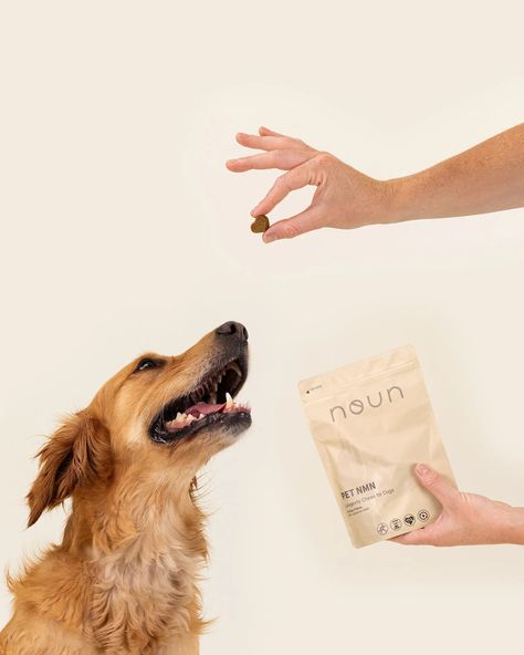 Noun Dog Chews - Studio G Product Photography Dog Treat Packaging, Pet Advertising, Wow Photo, Food Photoshoot, Dog Photoshoot, Pet Supplements, Paws And Claws, A Golden Retriever, Dog Supplements