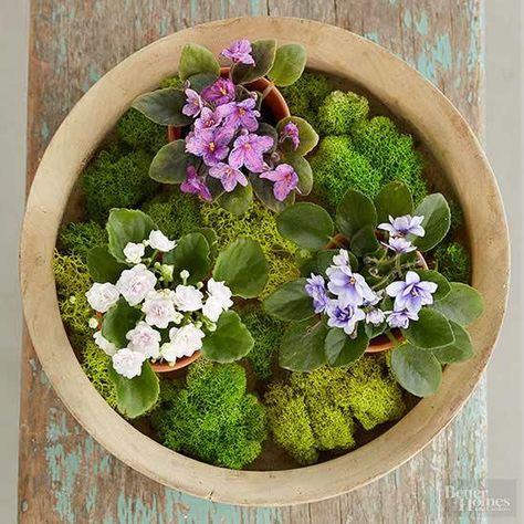 Add a touch of sophistication to any room in your home with African violets. We show you different ideas for arranging these year-round bulbs to perfectly accent any type of style. #africanviolets #flowerarrangement #houseplants Inside Gardening, Moss Gardens, Sheet Moss, Toxic Plants For Cats, Cat Safe Plants, Round Flowers, Open Terrariums, Piano Decor, Fiddle Leaf Fig Tree