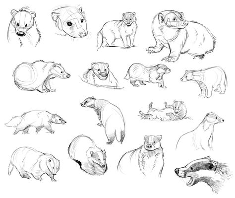 Badger Studies by Temiree.deviantart.com on @DeviantArt Badger Character Design, Animal Mashup, Wolverine Animal, Badger Illustration, Scottish Wildlife, Fairytale Book, Different Drawing Styles, Back Drawing, Cupcake Vector