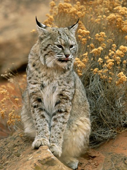 Bobcats, named for their "bobbed" tails, have ears that resemble their feline cousin, the lynx. Bobcat Pictures, Bob Cat, Cat Family, Cheetahs, Large Cats, Wildlife Animals, Lynx, Animal Photo, Beautiful Cats