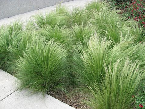 Short Ornamental Grasses, Grass Hedge, Ornamental Grass Landscape, Mexican Feather Grass, Pallet Planter, Grasses Landscaping, Low Maintenance Landscaping, Garden Shrubs, Grasses Garden