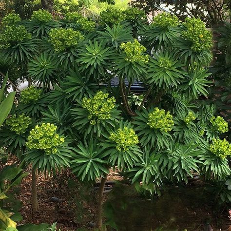 Euphorbia lambii or Tree Euphorbia is one of the larger growing varieties. Drought tolerant, easy care in a well drained soil. Suited to growing in pots. Euphorbia Lambii, Ascot Rainbow Euphorbia, Euphorbia Oblongata, Euphorbia Obesa, Euphorbia Ammak, Euphorbia Amygdaloides Robbiae, Drought Tolerant, Soil, Nursery