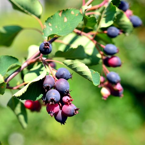 Berry Field, Saskatoon Serviceberry, Amelanchier Alnifolia, Pear Varieties, Saskatoon Berry, Fruit Bushes, Specimen Trees, Sugar Plum Fairy, Powdery Mildew