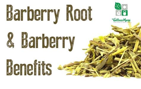 Barberry Root Herb Profile Natural Ginger, Wellness Mama, Urinary Health, Mama Natural, Herbal Apothecary, Herbal Healing, Herbs For Health, Traditional Medicine, Long History