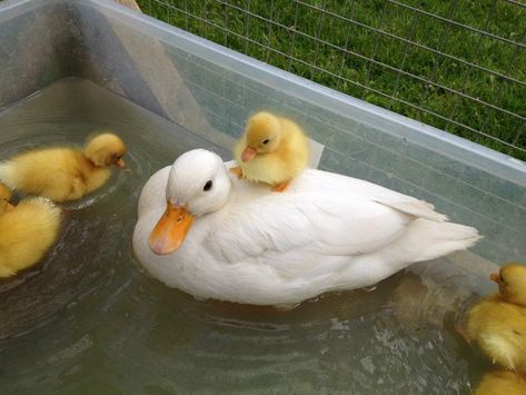 Call Ducks - a bantam breed Ducks, Water