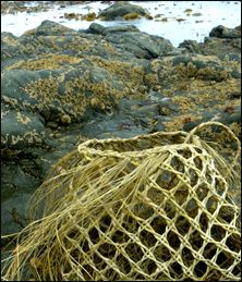 Harakeke Weaving, Diy Basket Weaving, Flax Designs, New Zealand Flax, Flax Weaving, Finger Weaving, Basket Weaving Diy, Cultural Crafts, Basket Weaving Patterns