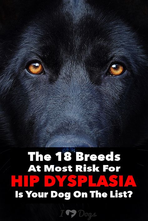 Hip dysplasia hurts! Is your dog on this list? Dog Hip Dysplasia, Great Dane Facts, Great Dane Funny, Dog Diy, Great Danes, Hip Dysplasia, Dog Brain, About Dogs, Hunting Dog