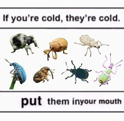 Bug Jokes, Bug Memes, Bug Facts, Bug Board, Cool Bugs, Creepy Crawlies, Arthropods, Silly Goofy, Silly Animals