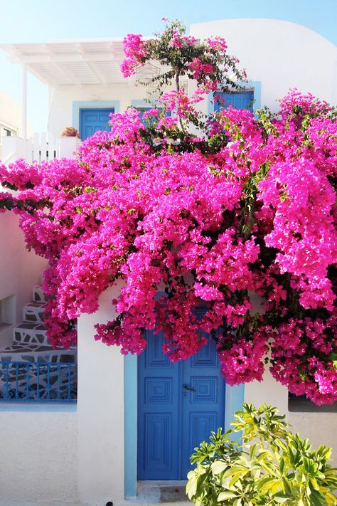 Pink Bougainvillea in Oia, Santorini Pink Bougainvillea, Greek Flowers, Blue Doors, Oia Santorini, Santorini Island, Doors And Windows, Blue Door, Bougainvillea, Santorini Greece