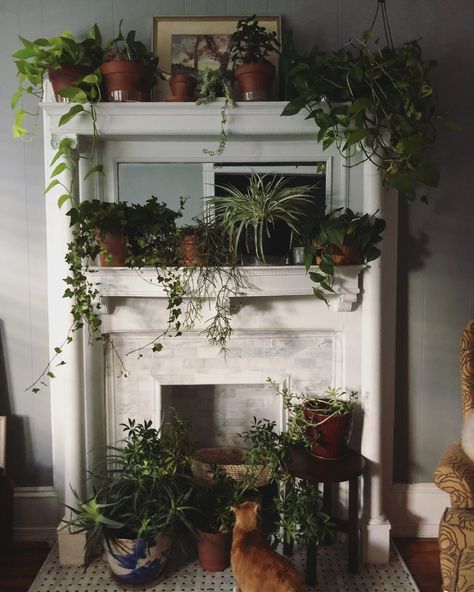 Plants In Fireplace, Plants On Fireplace Mantle, Fireplace Plants Decor, Fancy Fireplace, Fireplace Filler, Empty Fireplace Ideas, Empty Fireplace, Kitchen Revamp, Plant Corner