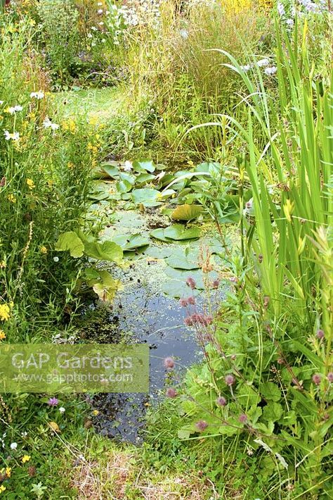 Wild Meadow Garden, Small Garden Wildlife Pond, Charleston Landscaping, Small Wildlife Pond, Natural Ponds, Dragonfly Pond, Frog Habitat, Wildlife Pond, Ponds For Small Gardens