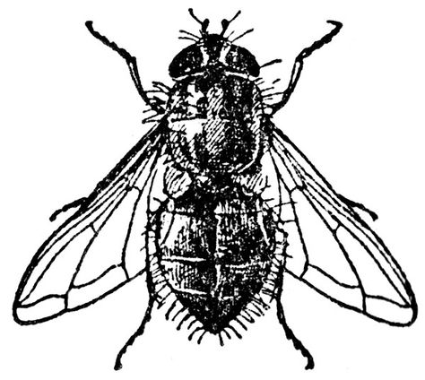 House Fly 42 Tattoo, Fly Drawing, Flying Tattoo, Insect Tattoo, Fly Logo, Vector Free Download, Black N White Images, Traditional Tattoo, Tattoos And Piercings