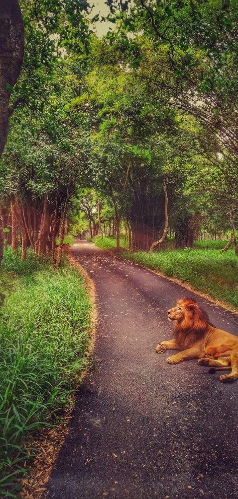 Majestic. Snapped at Bannerghatta zoo, Bangalore. Bangalore, Country Roads, Road