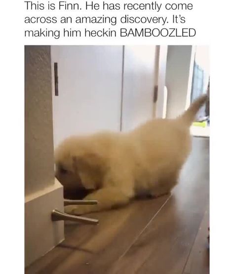 This is Finn. He has recently come across an amazing discovery. It's making him heckin BAMBOOZLED E – popular memes on the site ifunny.co Dogs Instagram, Dog Humor, Pet Cats, Really Cute Dogs, Dog Videos, Funny Animal Jokes, Cute Funny Dogs, Funny Dog Videos, Funny Animal Memes